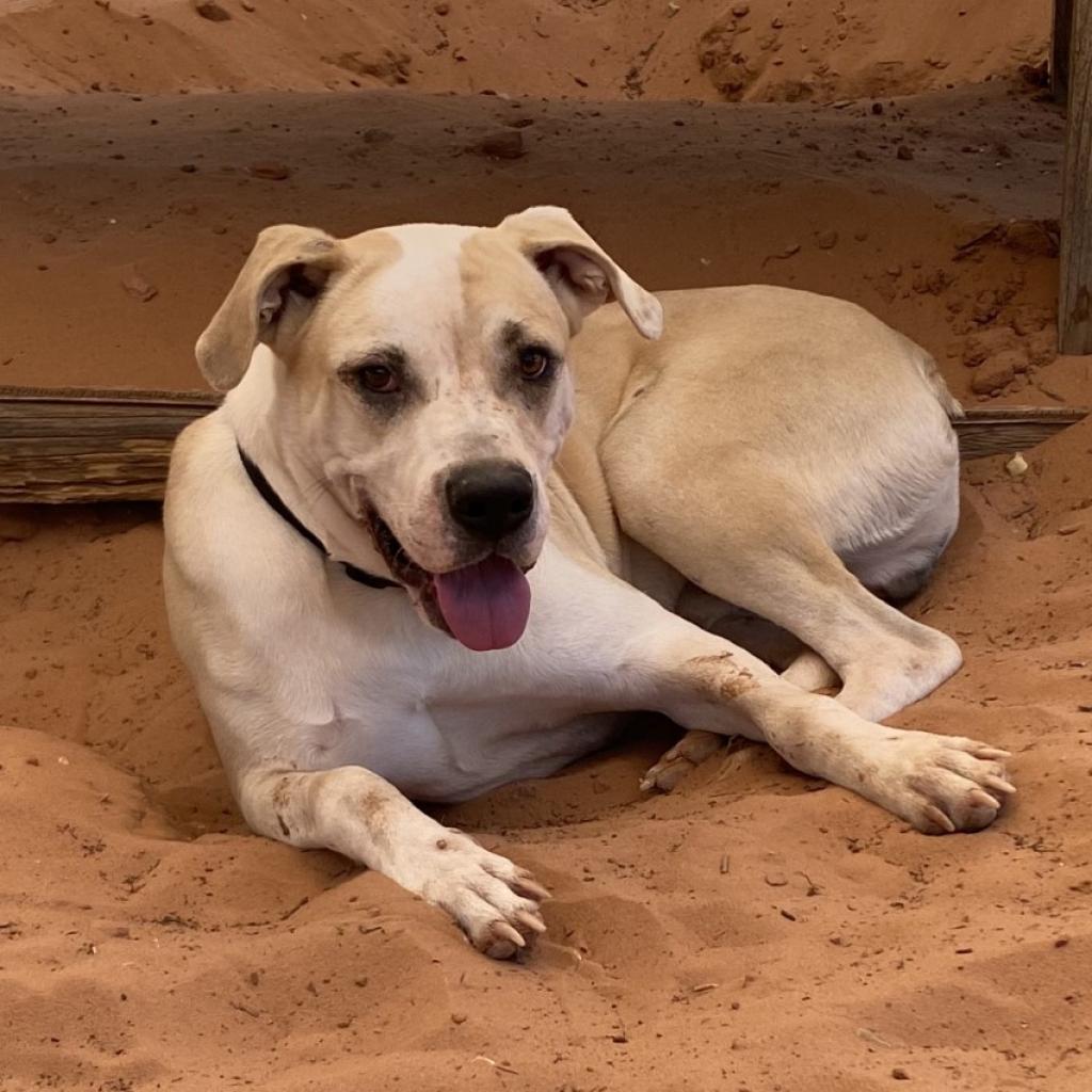 Chewy, an adoptable Boxer, Labrador Retriever in Kanab, UT, 84741 | Photo Image 4