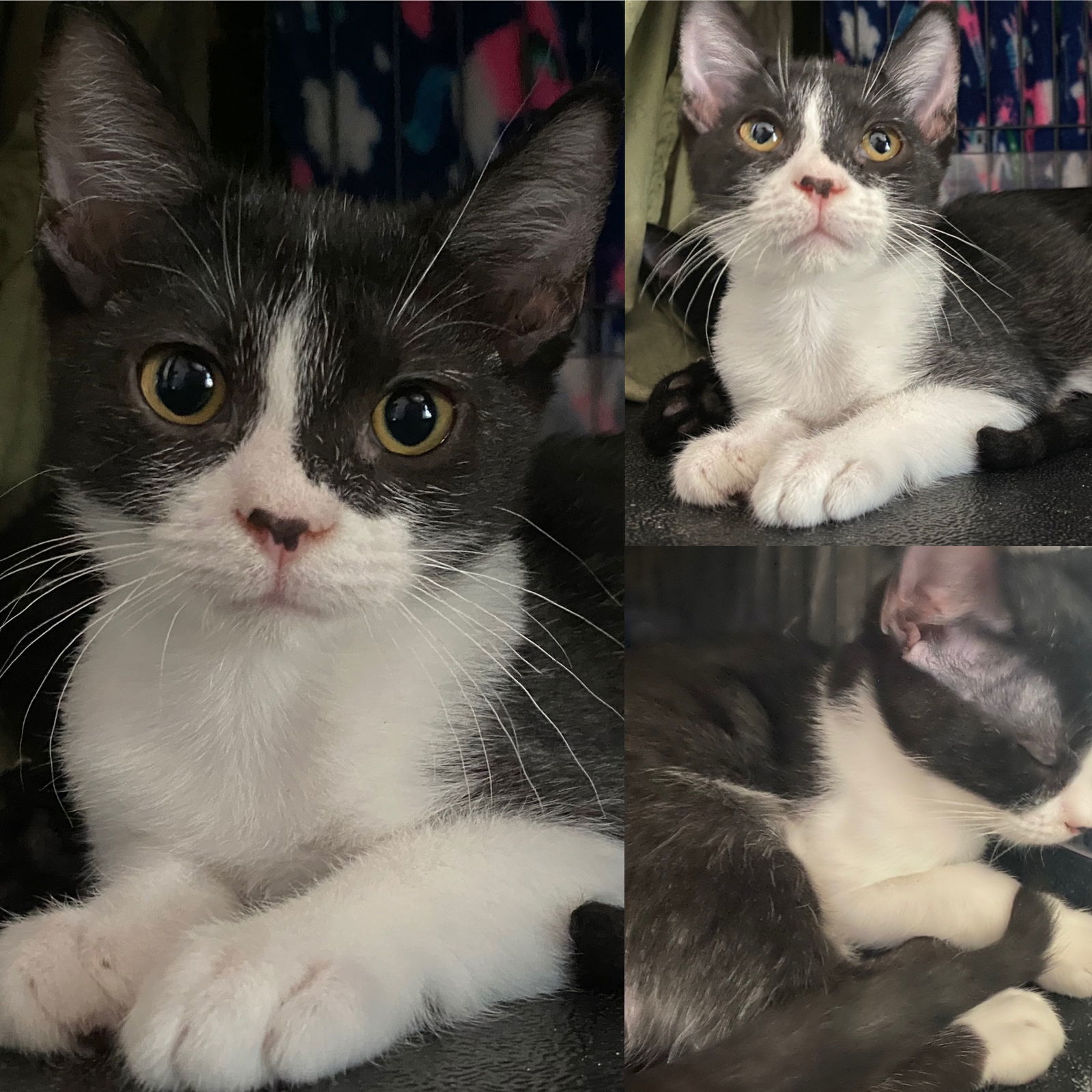 Blade, an adoptable Domestic Short Hair in Phoenix, AZ, 85023 | Photo Image 1