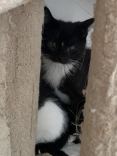 Boubie ( nouvelles photos à venir, an adoptable Domestic Short Hair, Tuxedo in Montreal, QC, H4B 1E6 | Photo Image 2