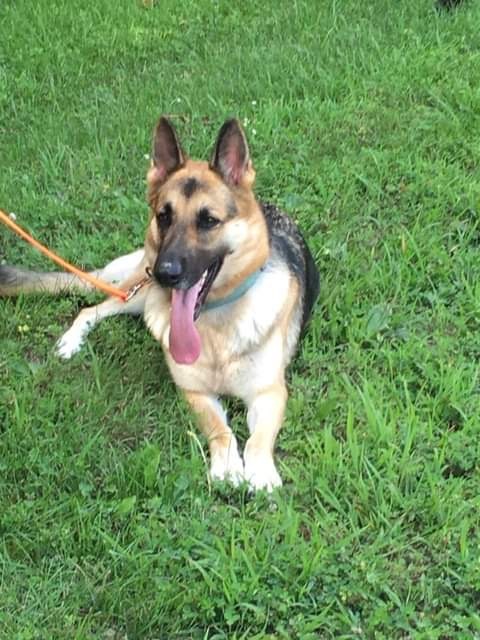 Adoptable Dogs – Journey Home German Shepherd Dog Rescue