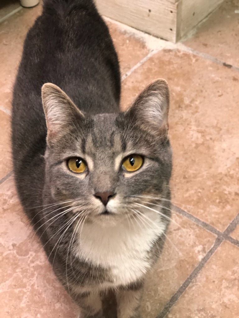 Lori, an adoptable Domestic Short Hair in New Bern, NC, 28563 | Photo Image 1