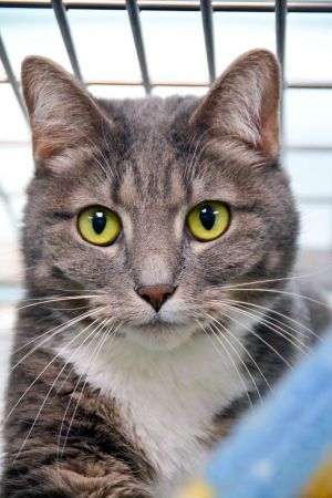 LORI, Adult Female Domestic Short Hair