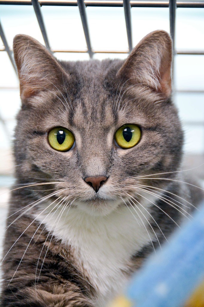 LORI, an adoptable Domestic Short Hair in New Bern, NC, 28563 | Photo Image 1