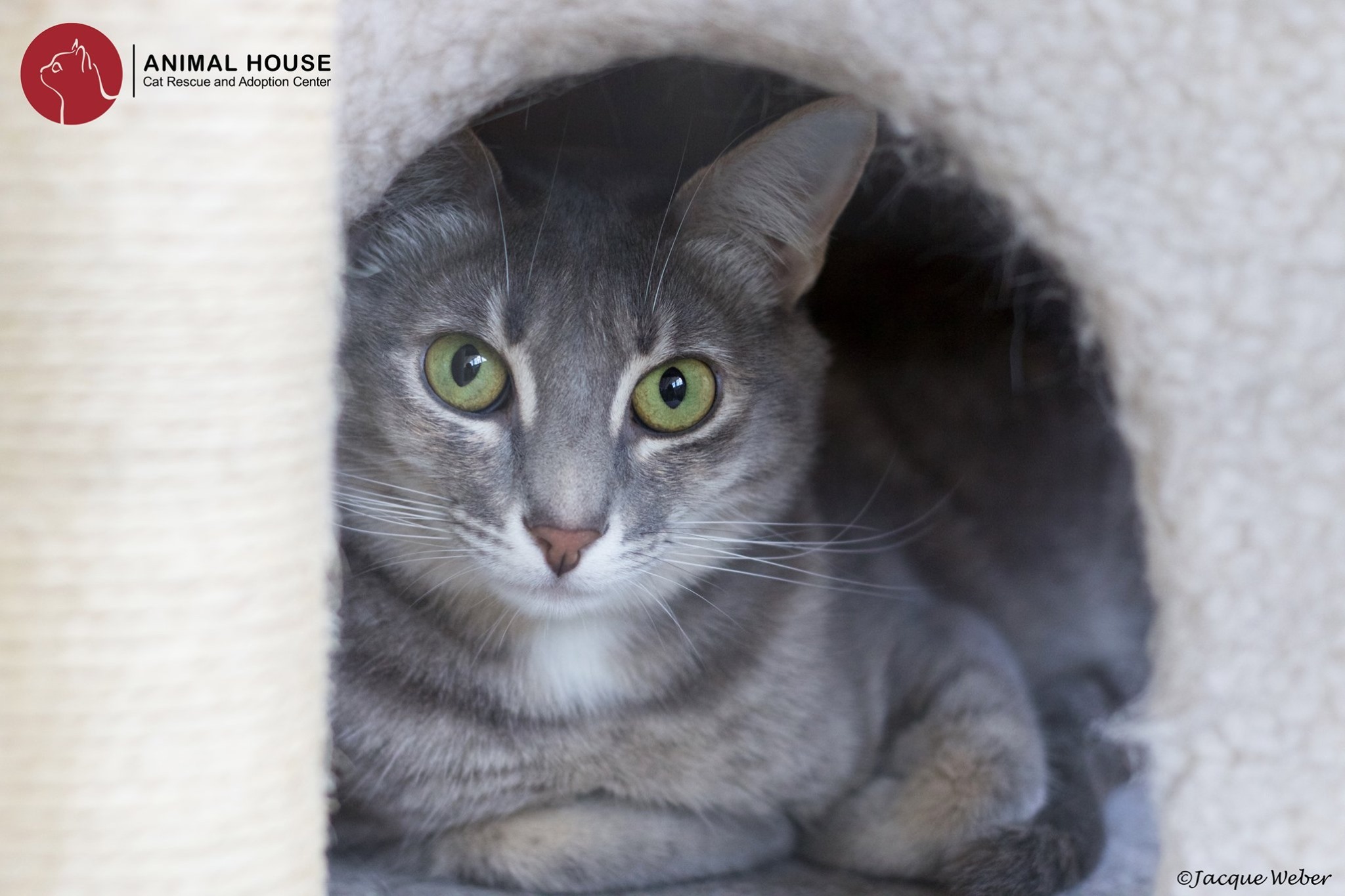 Edna, an adoptable Domestic Short Hair in St. Louis, MO, 63110 | Photo Image 1