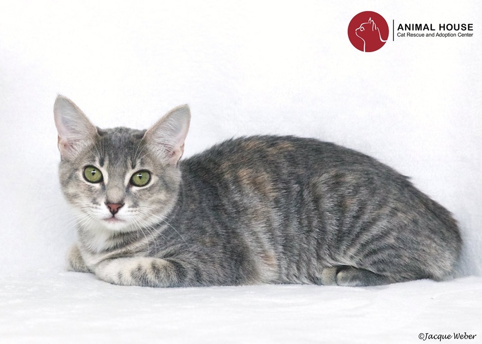 Edna, an adoptable Domestic Short Hair in St. Louis, MO, 63110 | Photo Image 2