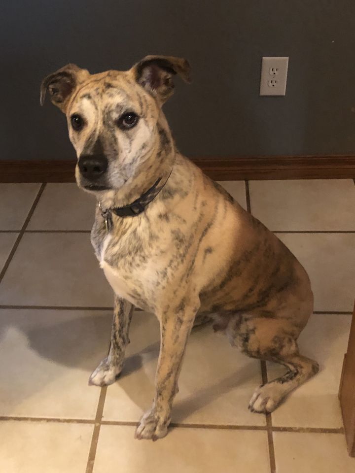 Oliver, an adoptable Boxer & Greyhound Mix in Norman, OK_image-1