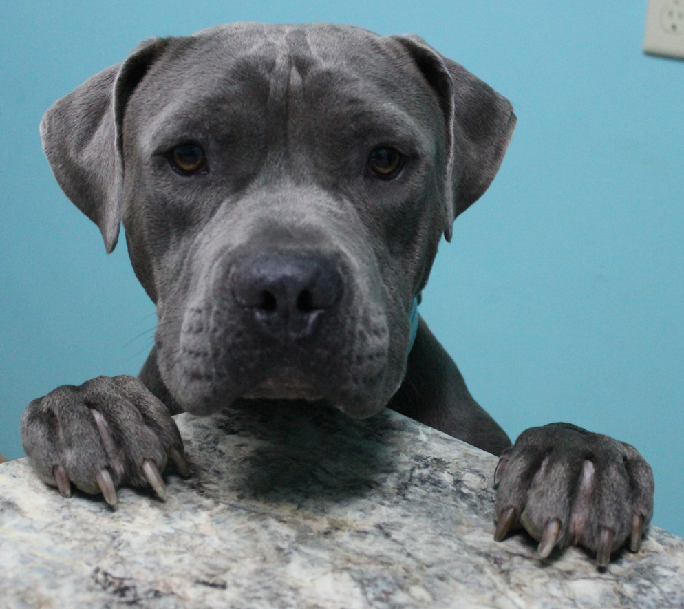 Knotty, an adoptable Pit Bull Terrier in Neillsville, WI, 54456 | Photo Image 1