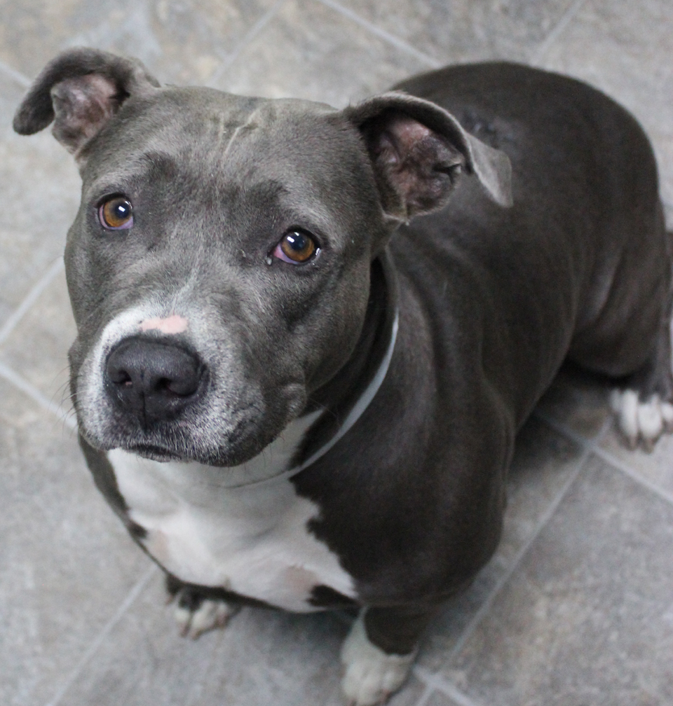 Moxxi (Adoption Fee Sponsored!), an adoptable Pit Bull Terrier in Neillsville, WI, 54456 | Photo Image 2