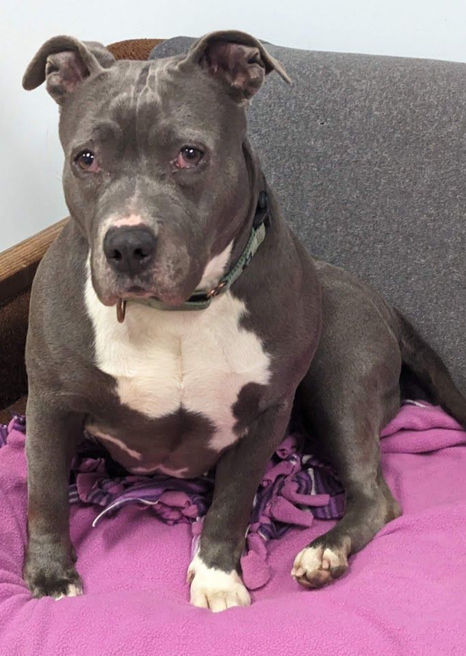 Moxxi, an adoptable Pit Bull Terrier in Neillsville, WI, 54456 | Photo Image 3
