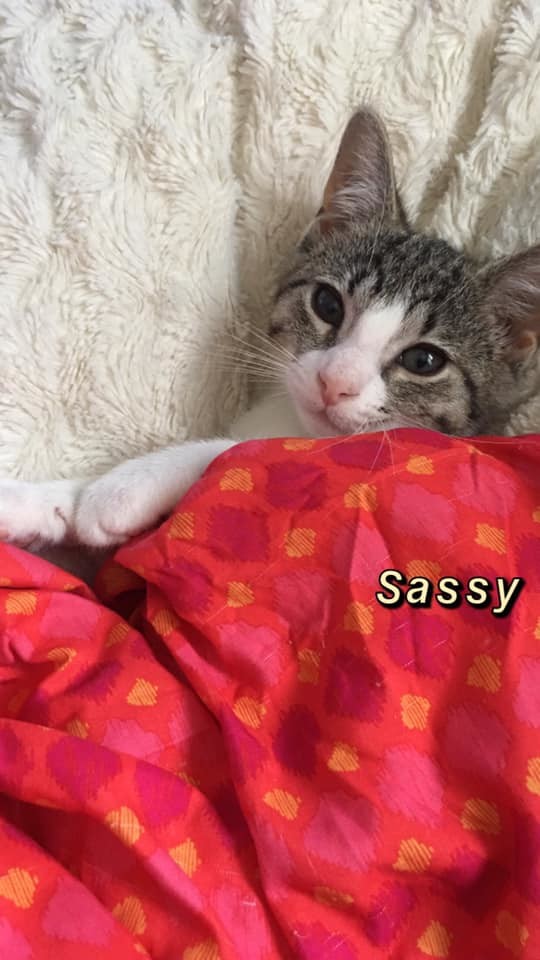 Sassy 2