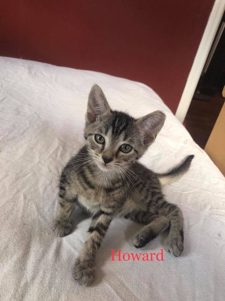 Howard 1