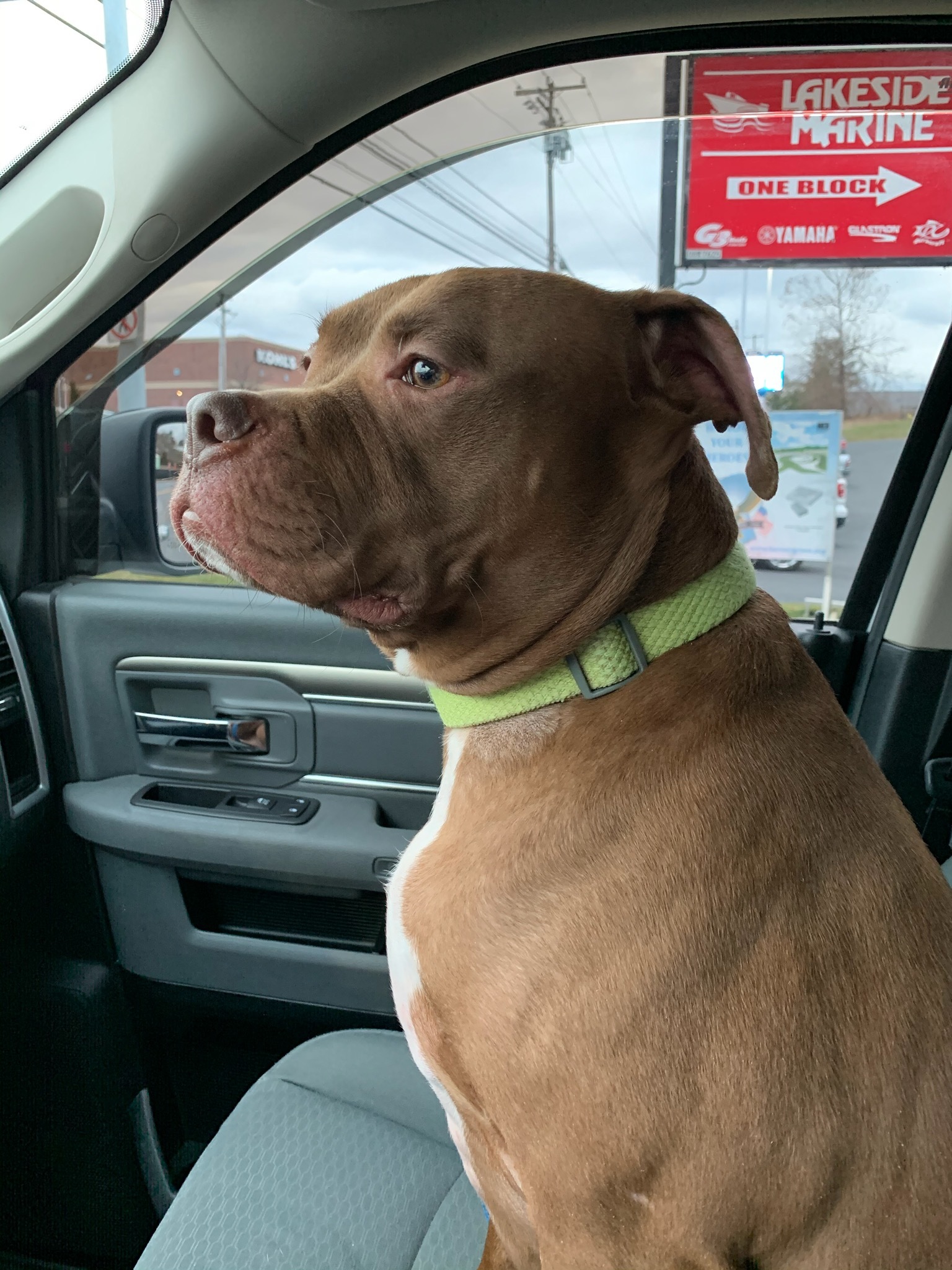 Halo, an adoptable Pit Bull Terrier in Harrisburg, PA, 17112 | Photo Image 2