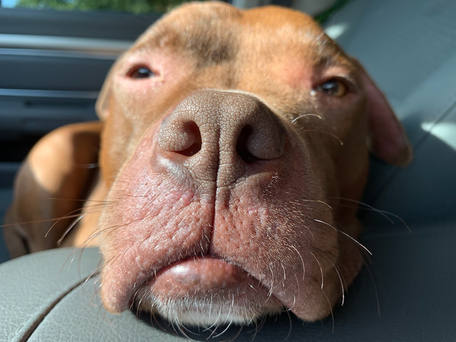 Halo, an adoptable Pit Bull Terrier in Harrisburg, PA, 17112 | Photo Image 3