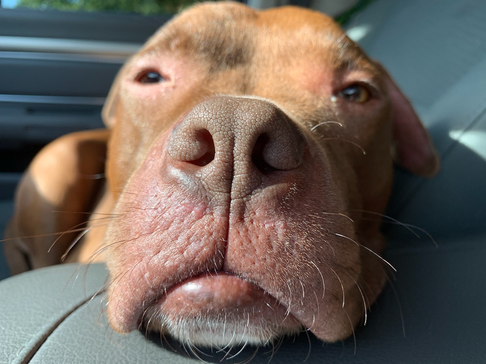 Halo, an adoptable Pit Bull Terrier in Harrisburg, PA, 17112 | Photo Image 3