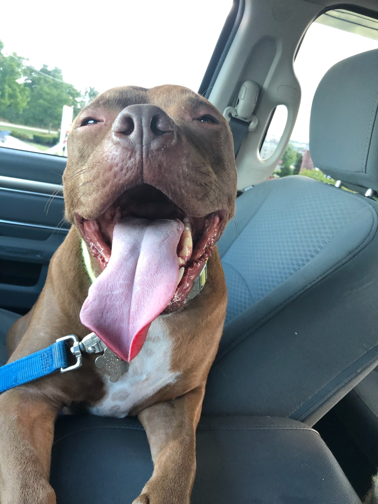 Halo, an adoptable Pit Bull Terrier in Harrisburg, PA, 17112 | Photo Image 1