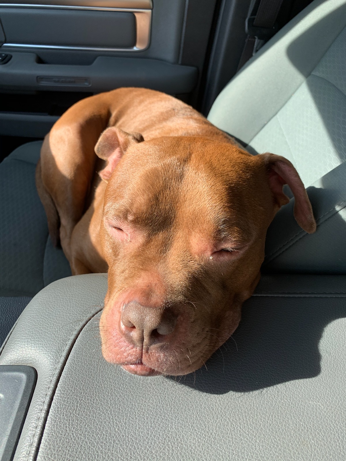 Halo, an adoptable Pit Bull Terrier in Harrisburg, PA, 17112 | Photo Image 4