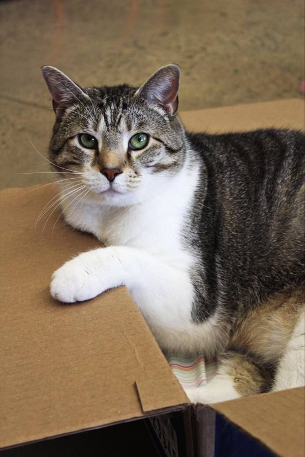 Rollie, an adoptable Domestic Short Hair in Indiana, PA, 15701 | Photo Image 1