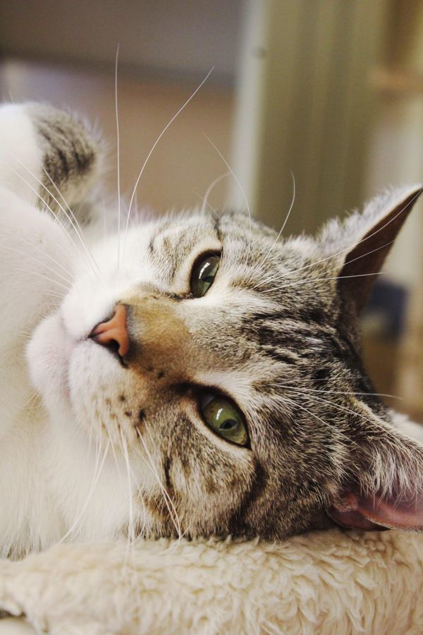 Rollie, an adoptable Domestic Short Hair in Indiana, PA, 15701 | Photo Image 5