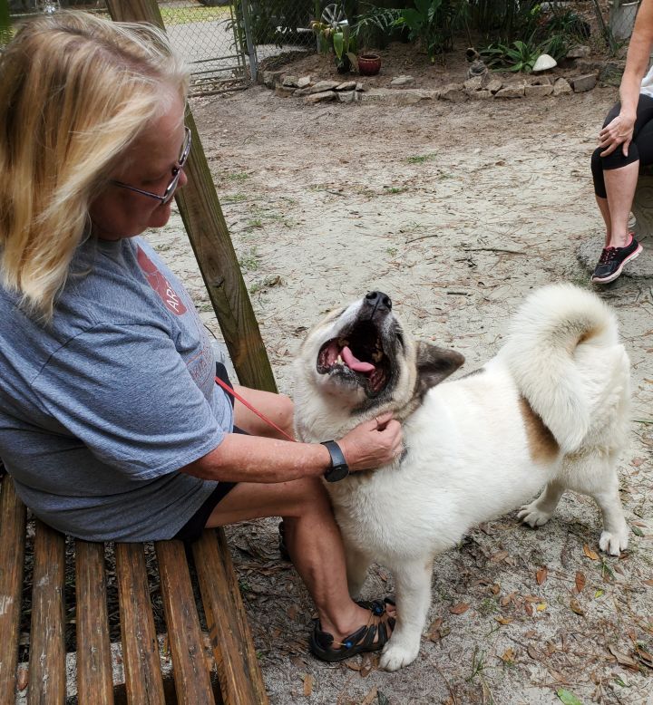 Kimi, an adoptable Akita in Jacksonville, FL_image-6
