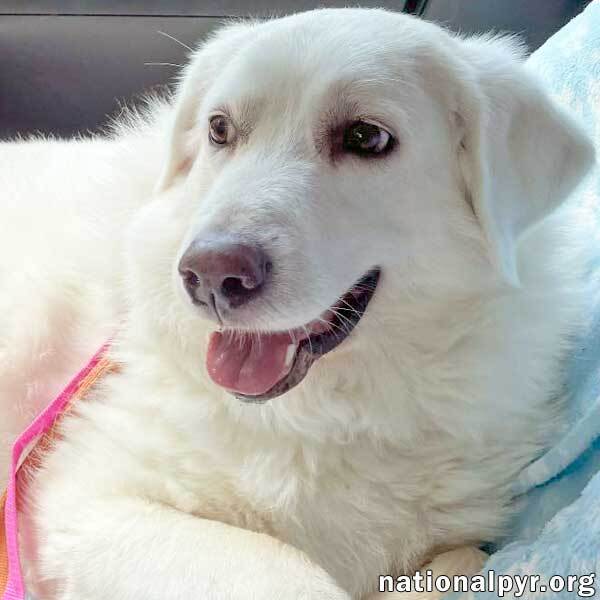 Ivy in OH - Looking For A Special Adopter, an adoptable Great Pyrenees in Dayton, OH, 45415 | Photo Image 1