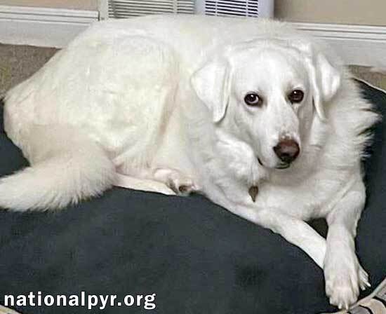 Ivy in OH - Looking For A Special Adopter, an adoptable Great Pyrenees in Dayton, OH, 45415 | Photo Image 2