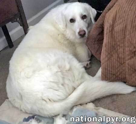 Ivy in OH - Looking For A Special Adopter, an adoptable Great Pyrenees in Dayton, OH, 45415 | Photo Image 3