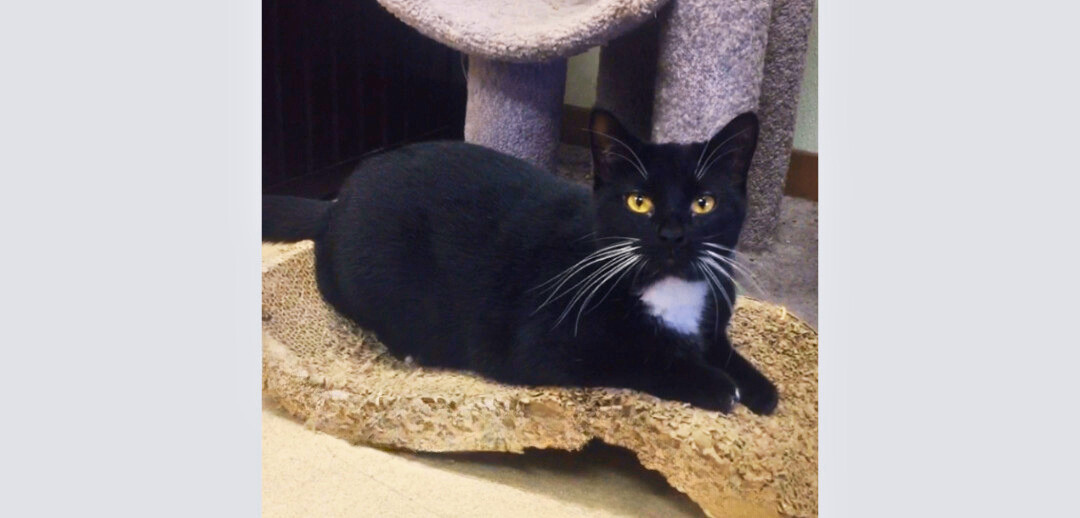 Kiki, an adoptable Tuxedo, American Shorthair in Hillsboro, TX, 76645 | Photo Image 2