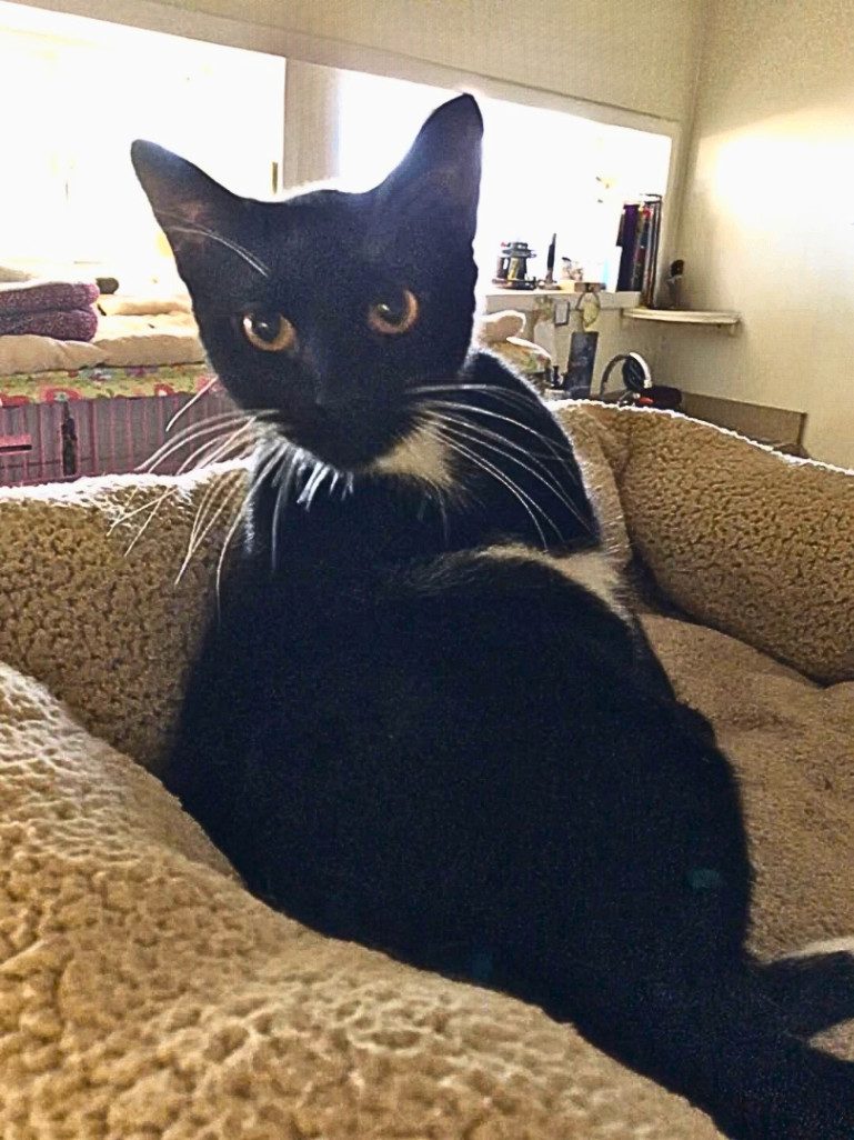 Kiki, an adoptable Tuxedo, American Shorthair in Hillsboro, TX, 76645 | Photo Image 3