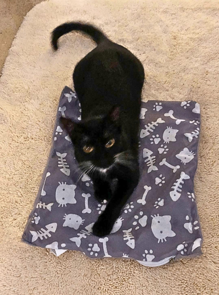 Kiki, an adoptable Tuxedo, American Shorthair in Hillsboro, TX, 76645 | Photo Image 4