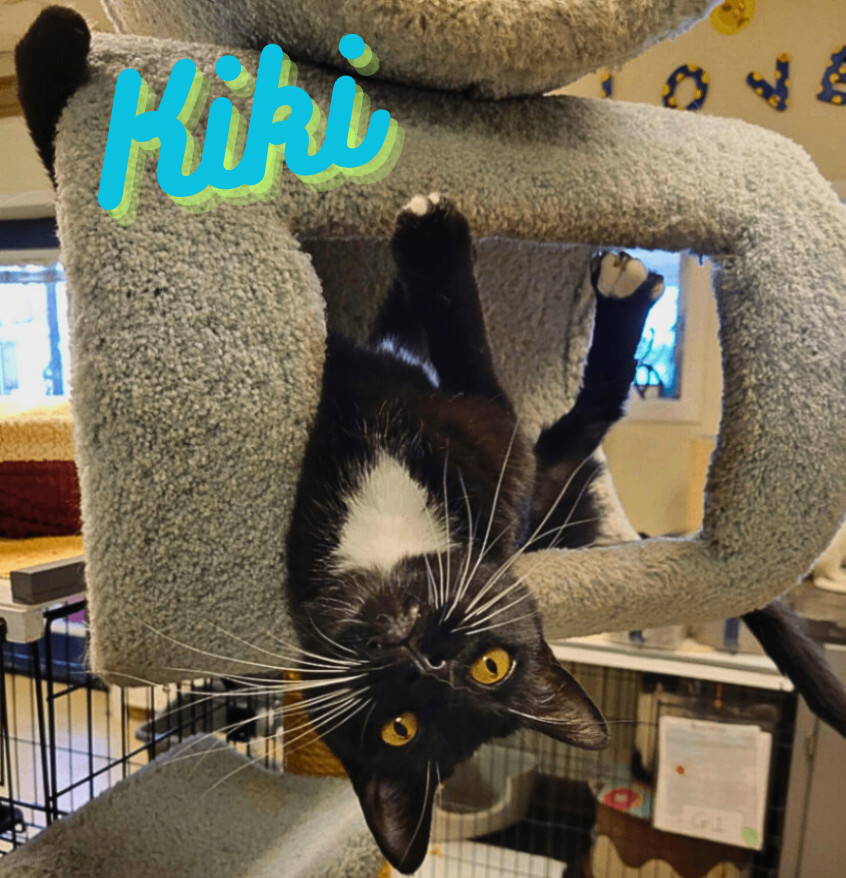 Kiki, an adoptable Tuxedo, American Shorthair in Hillsboro, TX, 76645 | Photo Image 1