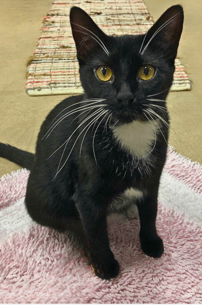 Kiki, an adoptable Tuxedo, American Shorthair in Hillsboro, TX, 76645 | Photo Image 5