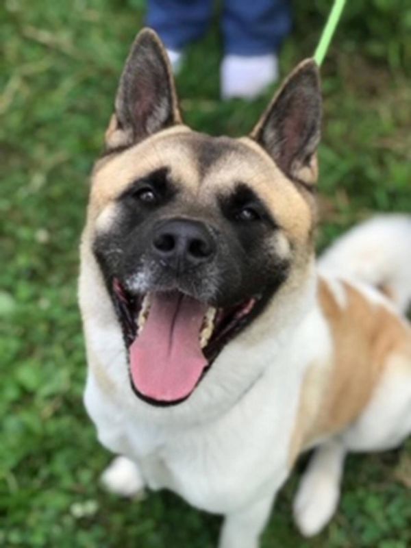 Available - Big East Akita Rescue