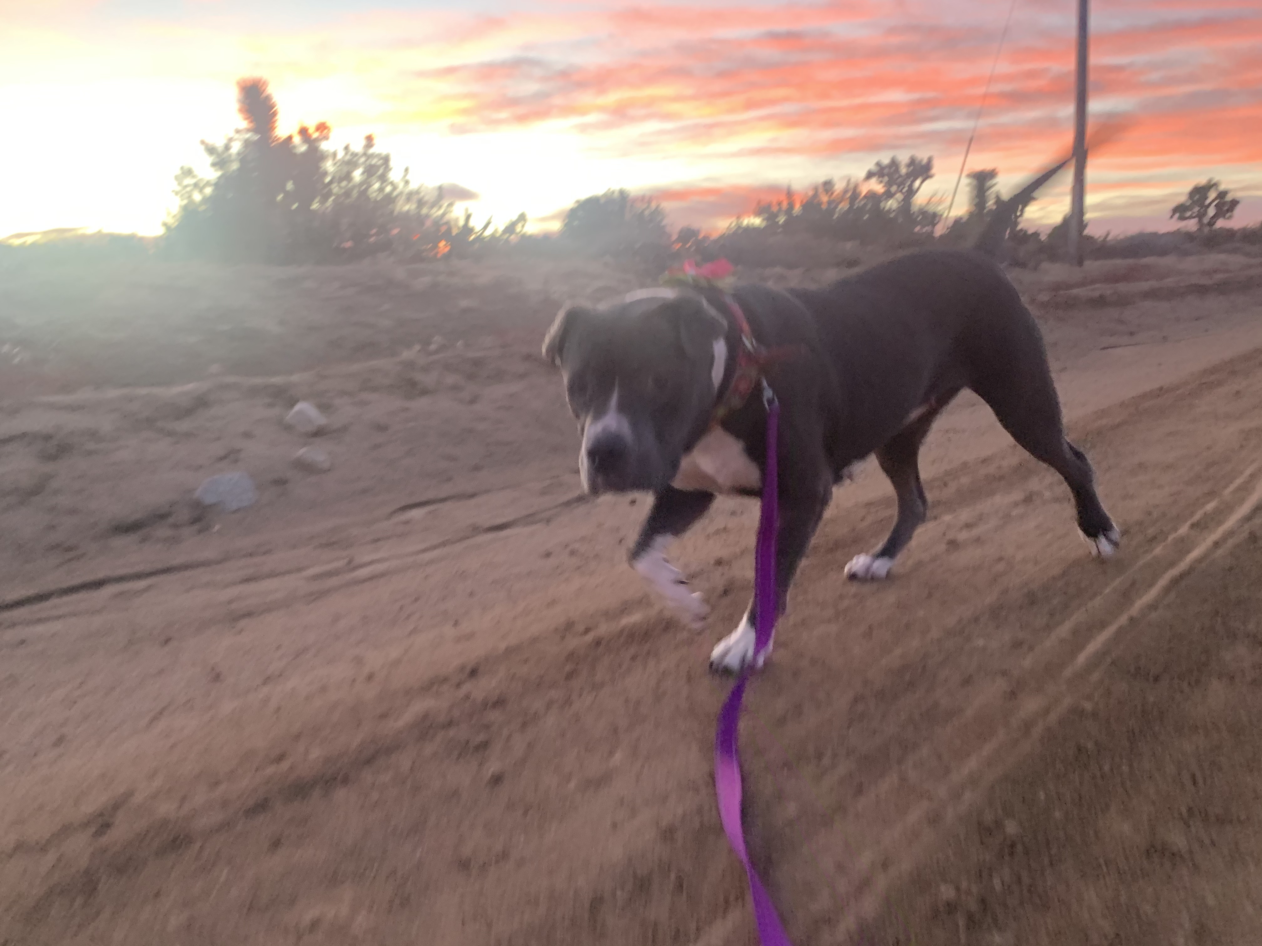 CHANCE, an adoptable Boxer in Yucca Valley, CA, 92286 | Photo Image 2