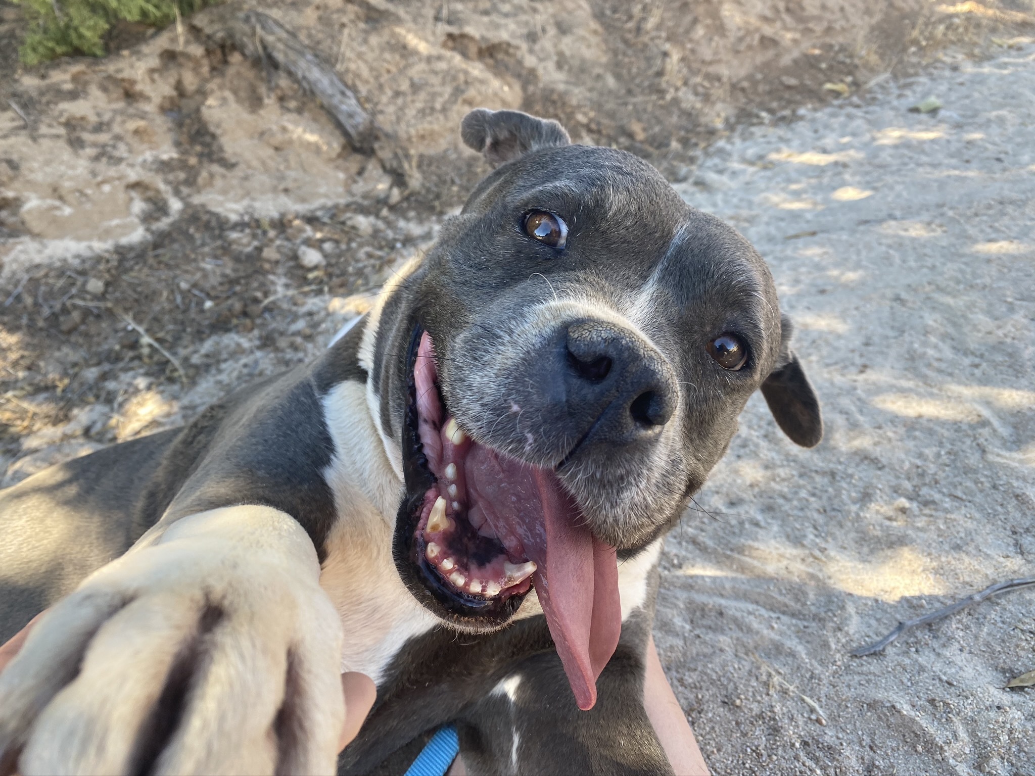 CHANCE, an adoptable Boxer in Yucca Valley, CA, 92286 | Photo Image 1