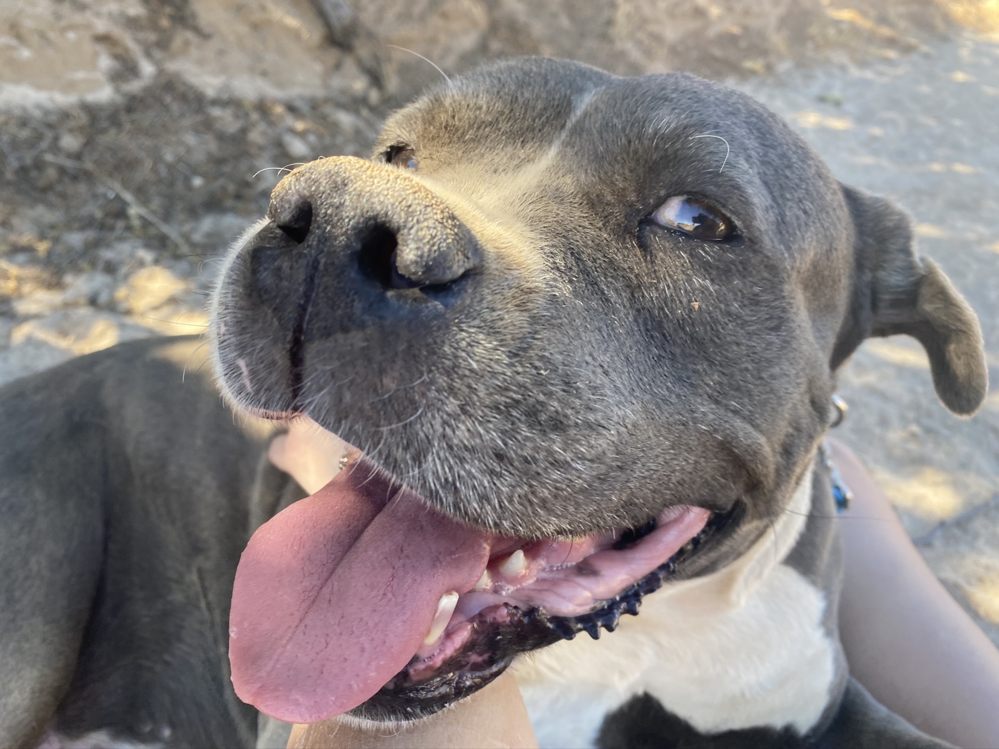 CHANCE, an adoptable Boxer in Yucca Valley, CA, 92286 | Photo Image 3