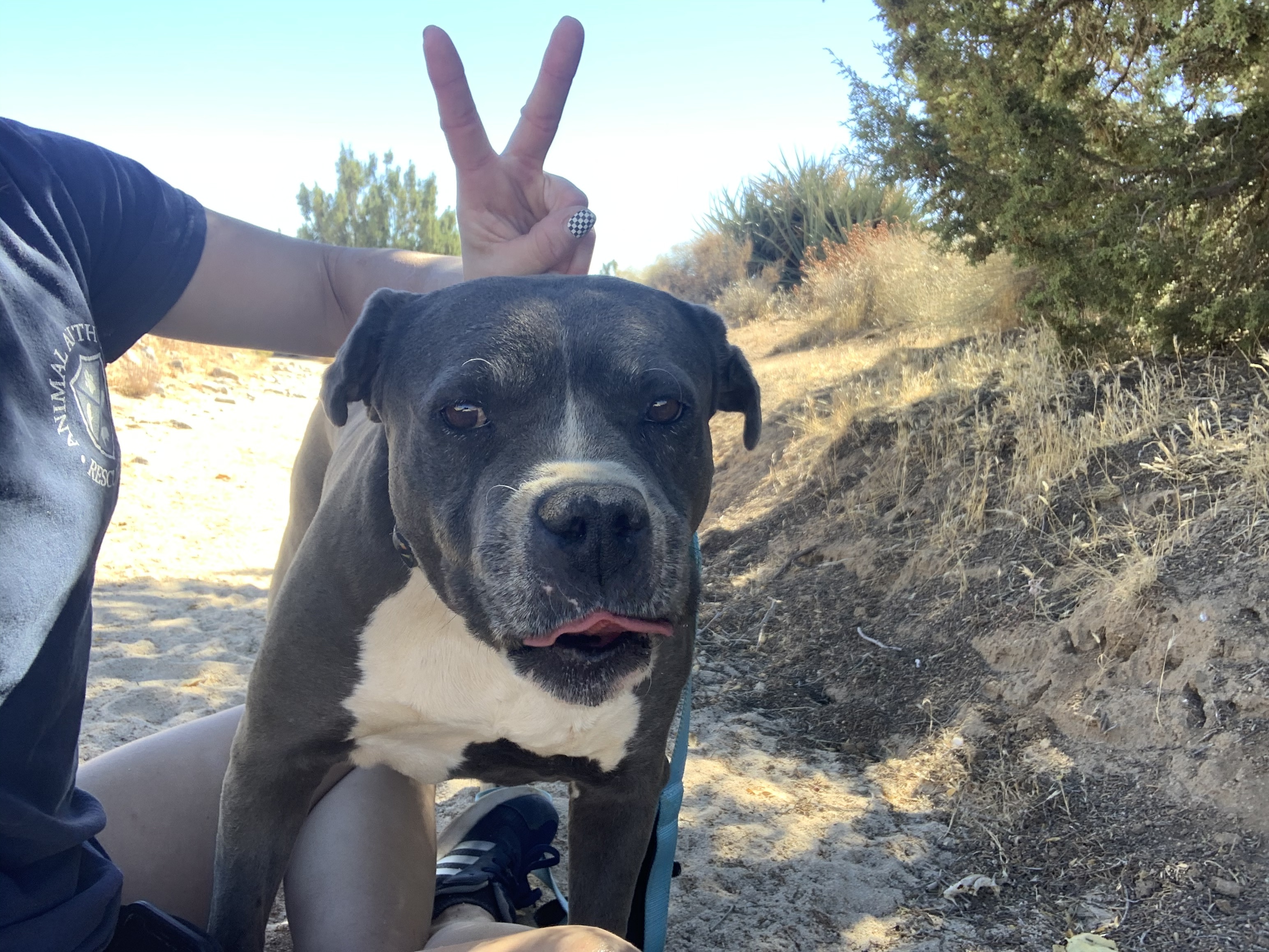 CHANCE, an adoptable Boxer in Yucca Valley, CA, 92286 | Photo Image 4