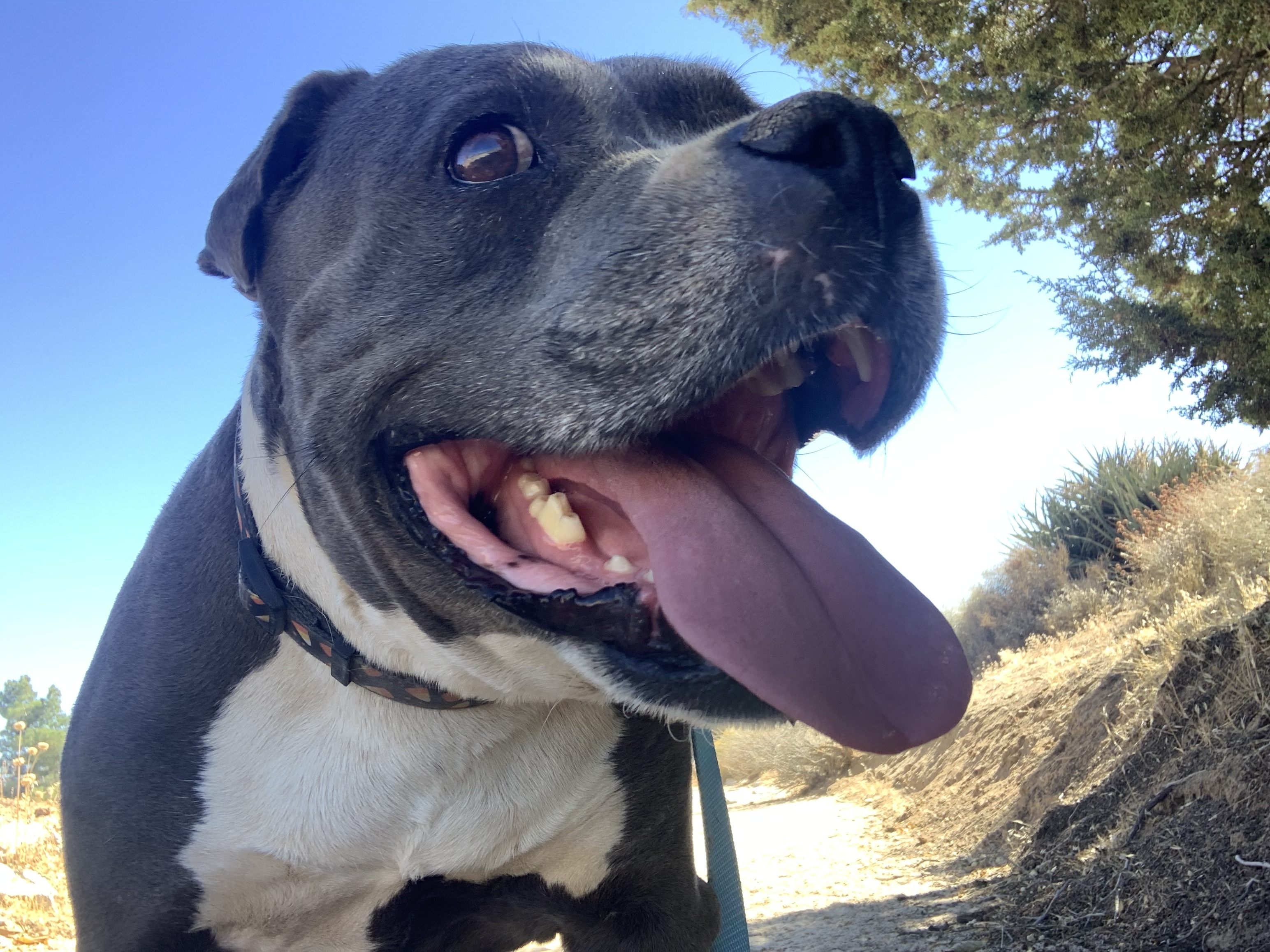 CHANCE, an adoptable Boxer in Yucca Valley, CA, 92286 | Photo Image 5