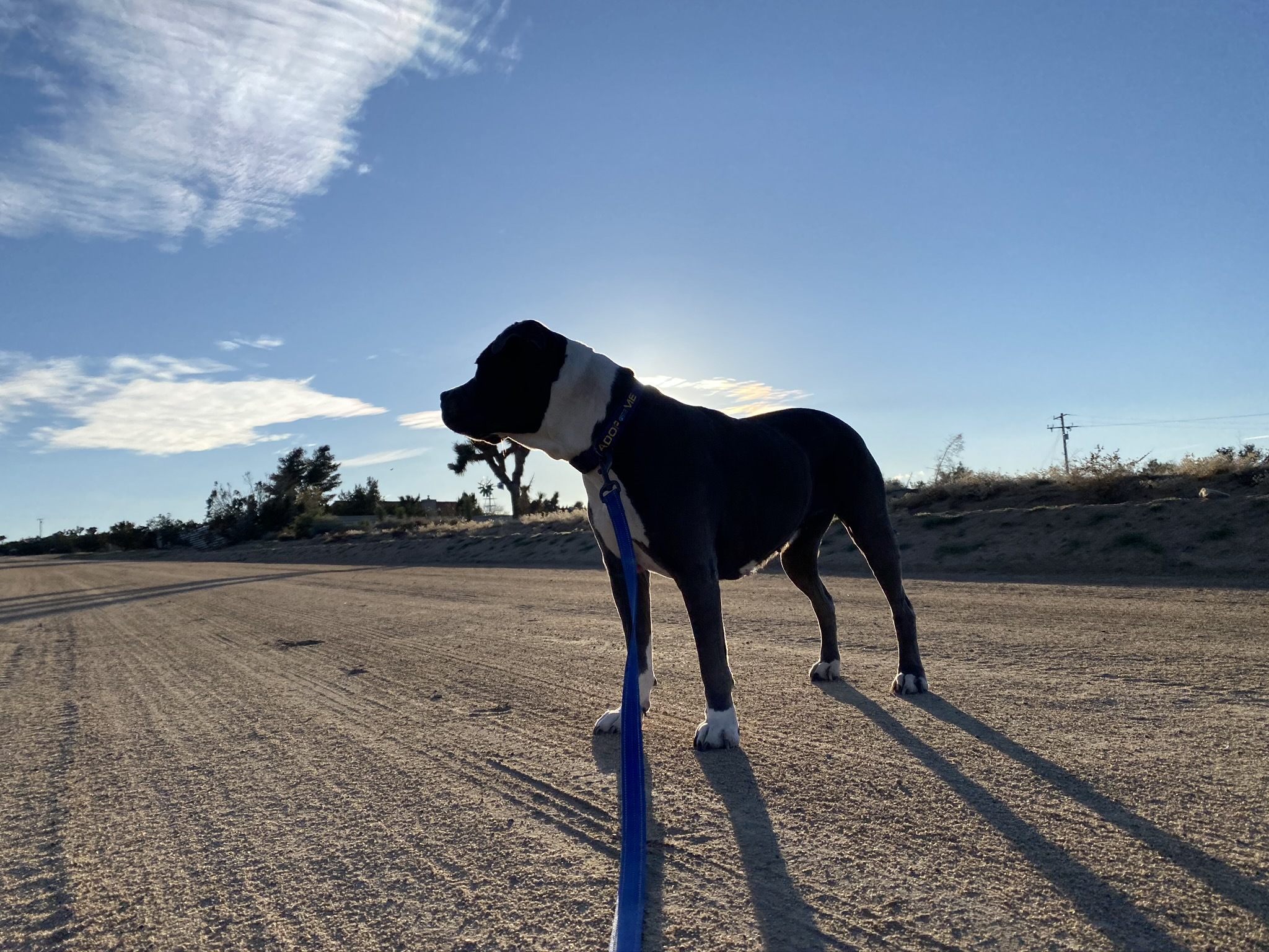 CHANCE, an adoptable Boxer in Yucca Valley, CA, 92286 | Photo Image 6