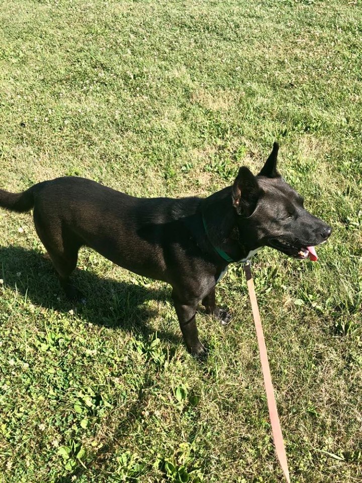 Zoey, an adoptable German Shepherd Dog, Pit Bull Terrier in Kittanning, PA, 16201 | Photo Image 2