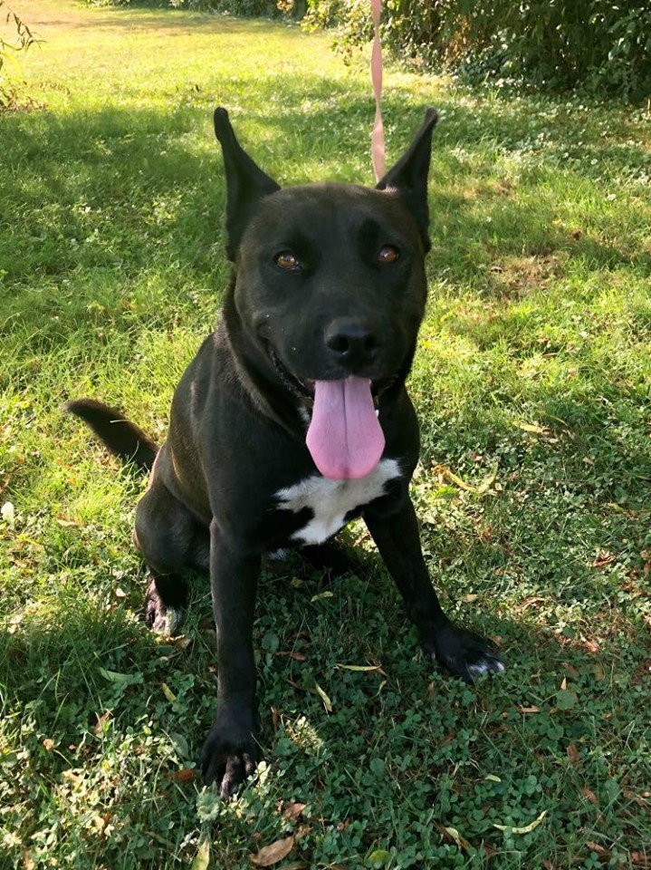 Zoey, an adoptable German Shepherd Dog, Pit Bull Terrier in Kittanning, PA, 16201 | Photo Image 3