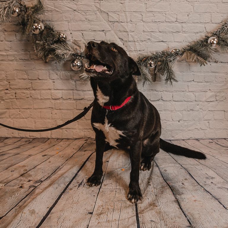 Zoey, an adoptable German Shepherd Dog, Pit Bull Terrier in Kittanning, PA, 16201 | Photo Image 4