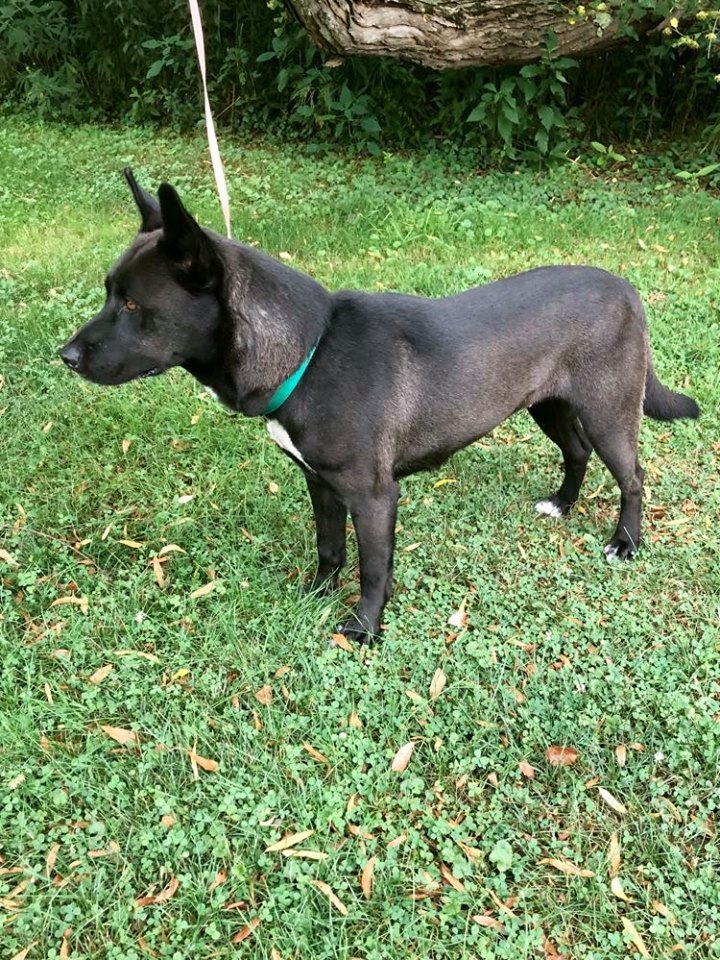 Zoey, an adoptable German Shepherd Dog, Pit Bull Terrier in Kittanning, PA, 16201 | Photo Image 5