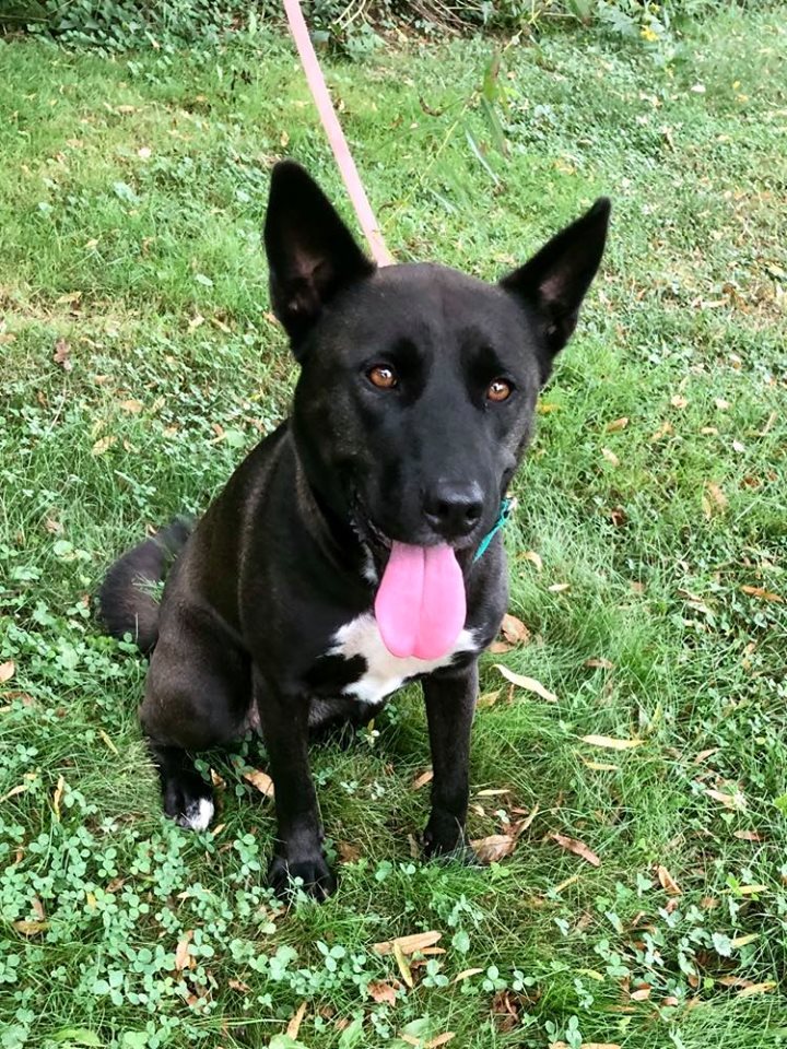 Zoey, an adoptable German Shepherd Dog, Pit Bull Terrier in Kittanning, PA, 16201 | Photo Image 1