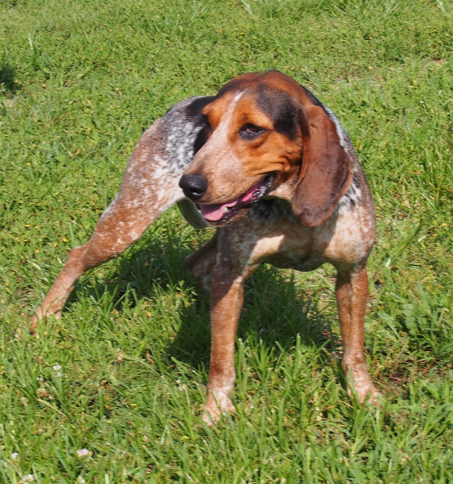 Roomba, an adoptable Bluetick Coonhound in White Plains, KY, 42464 | Photo Image 2