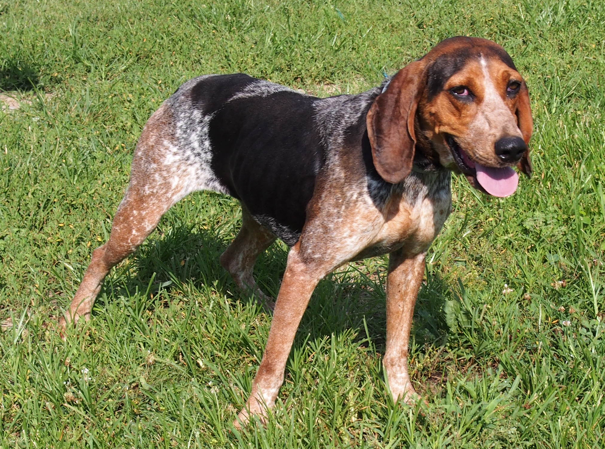 Roomba, an adoptable Bluetick Coonhound in White Plains, KY, 42464 | Photo Image 4
