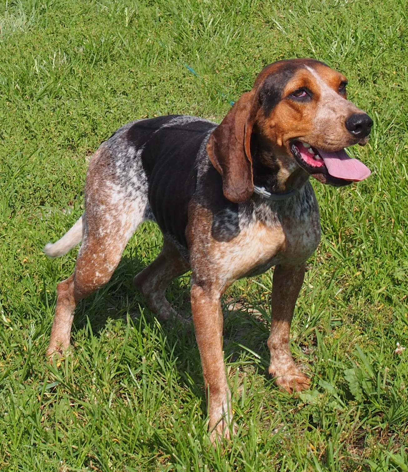 Roomba, an adoptable Bluetick Coonhound in White Plains, KY, 42464 | Photo Image 1
