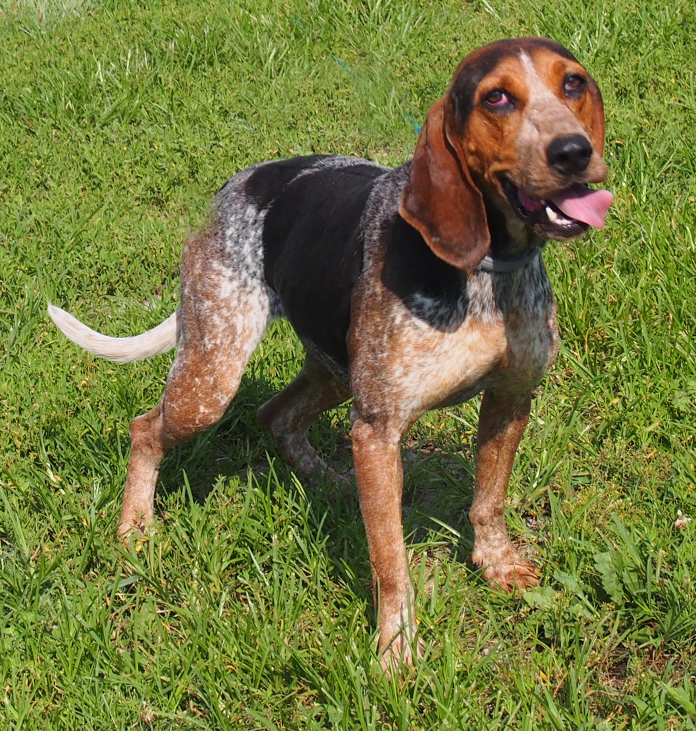 Roomba, an adoptable Bluetick Coonhound in White Plains, KY, 42464 | Photo Image 5