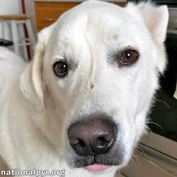 Ghost in NY - Super Smart, Thrives on Affection!, an adoptable Great Pyrenees, Husky in Elmira, NY, 14901 | Photo Image 1