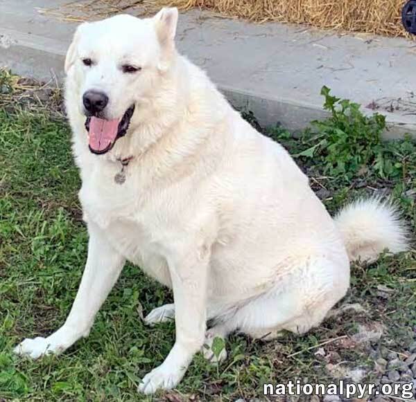 Ghost in NY - Super Smart, Thrives on Affection!, an adoptable Great Pyrenees, Husky in Elmira, NY, 14901 | Photo Image 2