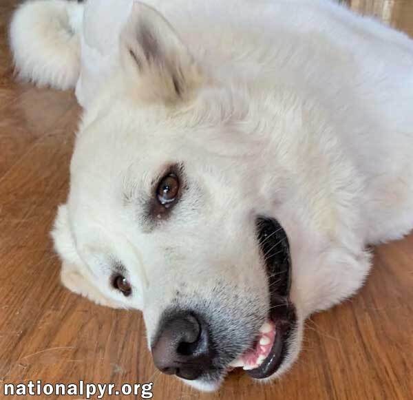 Ghost in NY - Super Smart, Thrives on Affection!, an adoptable Great Pyrenees, Husky in Elmira, NY, 14901 | Photo Image 3